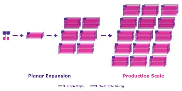 An adherent system offers up many challenges compared to a suspension system which offer suspension-adapted cell lines, virus production boosting agents, improved scalability, less labor intensive, close processing and lower costs. An adherent system offers up many challenges compared to a suspension system which offer suspension-adapted cell lines, virus production boosting agents, improved scalability, less labor intensive, close processing and lower costs.