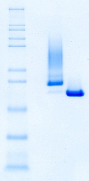 비환원식 SDS-PAGE를 사용하여 Benzonase® 내염성 엔도뉴클레아제가 경쟁사 제품 A와 비교하여 더 나은 동일성과 순도를 보여줍니다.