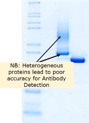 환원식 SDS-PAGE를 사용하여 Benzonase<sup>®</sup> 내염성 엔도뉴클레아제가 경쟁사 제품 A와 비교하여 더 나은 동일성과 순도를 보여줍니다.