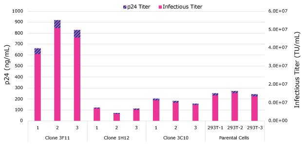 Lentivirus harvest titers at 48 hours post-transfection. Clone 3F11 demonstrated superior lentivirus titers compared to the other clones and parental HEK293T cells. Three clones with improved growth characteristics were screened for lentivirus production. Clone 3F11 demonstrated superior lentivirus titers compared to Clone 1H12, Clone 3C10, and parental HEK293T cells. The p24 titer was above 600 ng/mL compared to the others which all fell under 300 ng/mL