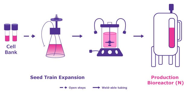 An adherent system offers up many challenges compared to a suspension system which offer suspension-adapted cell lines, virus production boosting agents, improved scalability, less labor intensive, close processing and lower costs. An adherent system offers up many challenges compared to a suspension system which offer suspension-adapted cell lines, virus production boosting agents, improved scalability, less labor intensive, close processing and lower costs.