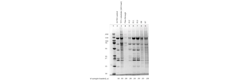 DS-PAGE of ChAdOx-2-RabG vaccine after anion exchange chromatography DS-PAGE of ChAdOx-2-RabG vaccine after anion exchange chromatography