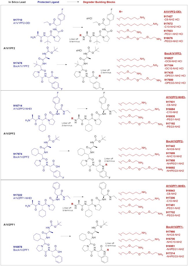 IAP-targeted ligands and degrader building blocks based on in silico screening of AVP mimetics.