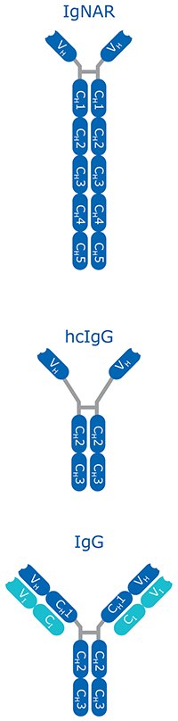 Heavy chain-only antibodies