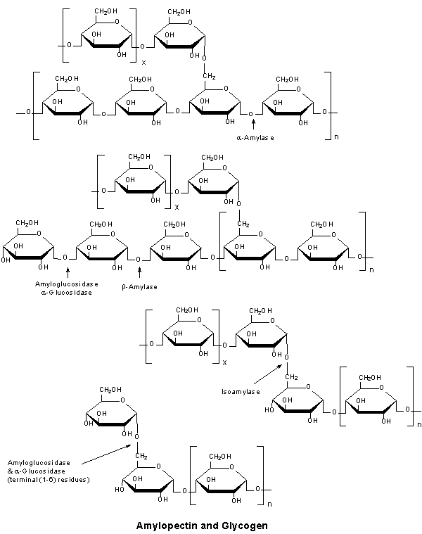 Amylopectin & Glycogen