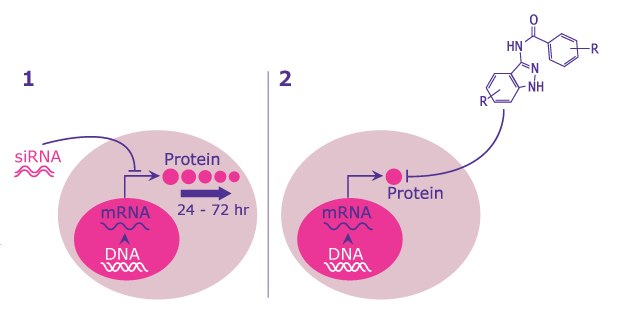 Enzyme Inhibitors Binding Model Action sites using RNAi compared to the action sites using small molecule inhibitors.