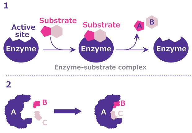 Enzyme Substrate Binding Models Comparison of the lock-and-key and induced fit models of enzyme-substrate binding.
