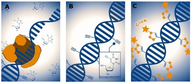 Three panels, each illustrating a step in the EdU-based DNA labeling process used to detect cell proliferation. In the first panel, a DNA double helix is shown being replicated, with a polymerase enzyme complex interacting with the DNA strand, symbolizing the incorporation of EdU, a thymidine analog, during the DNA synthesis phase of the cell cycle. The second panel shows the replicated DNA with several small molecular structures attached to the DNA strand, representing incorporated EdU molecules marked by their terminal alkyne groups. An inset depicts the chemical structure of the EdU molecule with a prominent alkyne moiety. The third panel shows the DNA strand labeled with several star-shaped symbols attached to it, symbolizing fluorescent tags that have been covalently bound to EdU sites through a click chemistry reaction. The process indicates how DNA synthesis can be visualized using fluorescence through selective labeling of incorporated EdU.