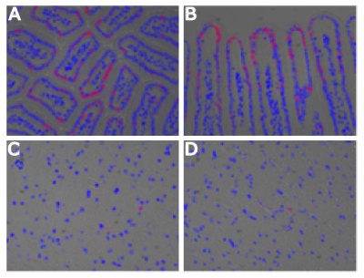 Four microscopy panels labeled A through D, displaying tissue sections from a model mouse with labeled DNA. In panels A and B, the small intestine is shown with clear structural details; panel A presents a cross-section of the intestinal villi, forming distinct circular and oval patterns, while panel B shows a longitudinal section with elongated villi extending vertically. In both panels, fluorescent signals are visible outlining the cellular structures, with strong labeling localized near the outer edge of the villi, indicating active DNA synthesis in those regions. Panels C and D depict sections of mouse brain tissue, characterized by a more dispersed arrangement of cells. Fluorescent labeling is less intense and appears as scattered individual spots, suggesting fewer proliferating cells in the brain compared to the intestine. Throughout all panels, nuclei are counterstained and visible as prominent rounded shapes, while labeled DNA appears as punctate or ring-like fluorescence localized to specific cells or areas.