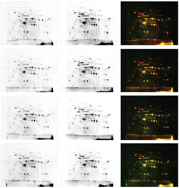 The 4 sets of data for yeast extract sample data sets obtained by DIGE suggests high reproducibility from the Auto2D<sup>®</sup> device. The 4 sets of data for yeast extract sample data sets obtained by DIGE suggests high reproducibility from the Auto2D<sup>®</sup> device.