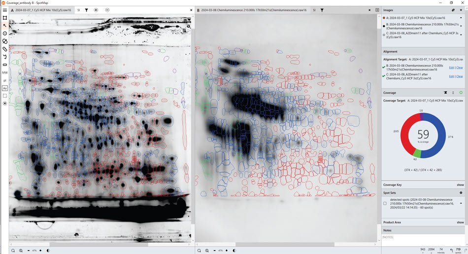 HCP coverage test with Anti-HCP antibody B. Total protein data obtained from the gel (pre-labelling, left), Western blot data with Anti-HCP antibody B (right). SpotMap version number: 5.1.003. HCP coverage test with Anti-HCP antibody B. Total protein data obtained from the gel (pre-labelling, left), Western blot data with Anti-HCP antibody B (right). SpotMap version number: 5.1.003.