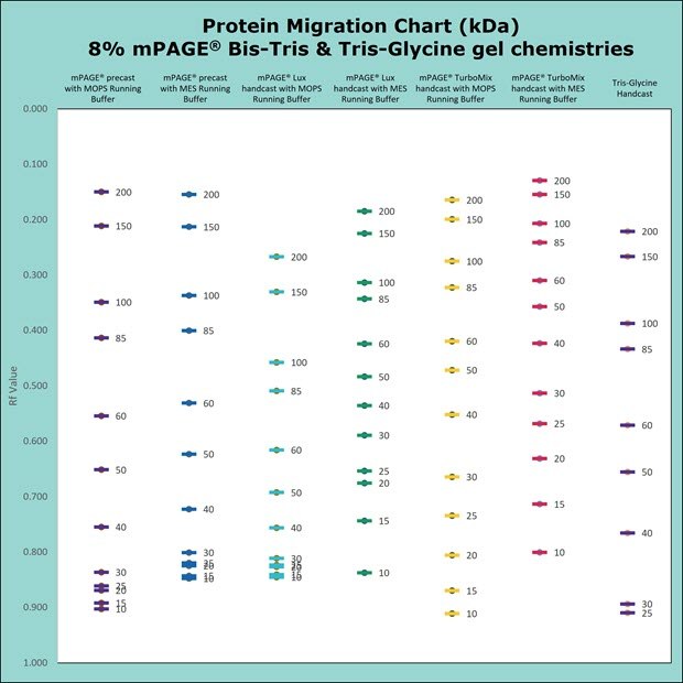Protein migration chart for Bis-Tris and Tris-Glycine gel chemistries. The chart displays the migration for 8% gels: mPAGE Bis-Tris precast gel with MOPS & MES Running Buffer, mPAGE LUX Bis-Tris handcast gel with MOPS and MES Running Buffer, mPAGE TurboMix handcast gel with MOPS and MES Running Buffer, and Tris-Glycine handcast gels with Tris-Glycine Running Buffer. Lower gel percentages such as 8% are used for better separation at the higher molecular weight range. Separation of proteins on Bis-Tris gels can be further optimized with the use of MES or MOPS running buffer. MOPS running buffer is preferred for separation of mid to high molecular weight proteins, while MES running buffer has advantages for separating mid to low molecular weight proteins.