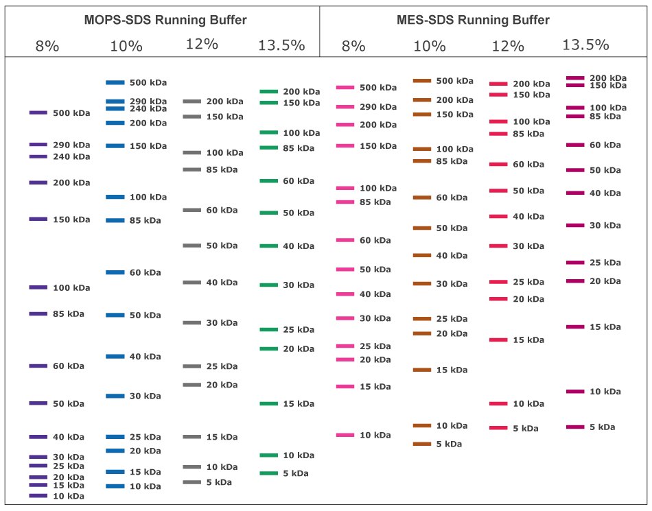 Migration Charts of mPAGE<sup>®</sup> Lux Bis-Tris Gels with MOPS SDS Running Buffer and MES SDS Running Buffer (kDa). Migration chart for mPAGE™ Lux Bis-Tris gel chemistry with MOPS & MES Running Buffer (kDa). Chart displays protein migration for 8%, 10%, 12%, and 13.5% mPAGE™ Lux gels. Proteins separated with MOPS running buffer typically migrate further into the gel then those separated using MES running buffer. Lower gel percentages are used for better separation at the higher molecular range while higher gel percentages are used for lower molecular range separation. MOPS running buffer is preferred for separation of mid to high molecular weight proteins, while MES running buffer has advantages for separating mid to low molecular weight proteins.