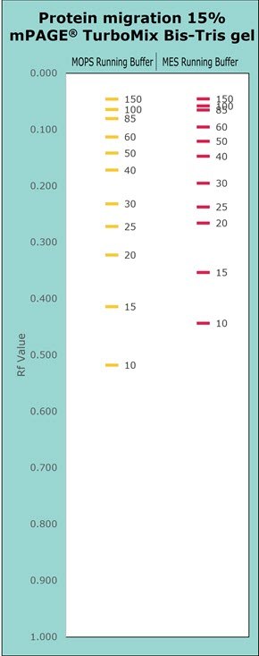Protein migration of 15% mPAGE TurboMix Bis-Tris handcast gel with MOPS and MES Running Buffer displayed on chart: Protein separated with MOPS buffer versus MES buffer typically migrate further into the gel on the same gel chemistry. Higher gel percentages such as 15% are used for better separation at the lower molecular weight range. Separation of proteins on Bis-Tris gels can be further optimized with the use of MES or MOPS running buffer. MOPS running buffer is preferred for separation of mid to high molecular weight proteins, while MES running buffer has advantages for separating mid to low molecular weight proteins.