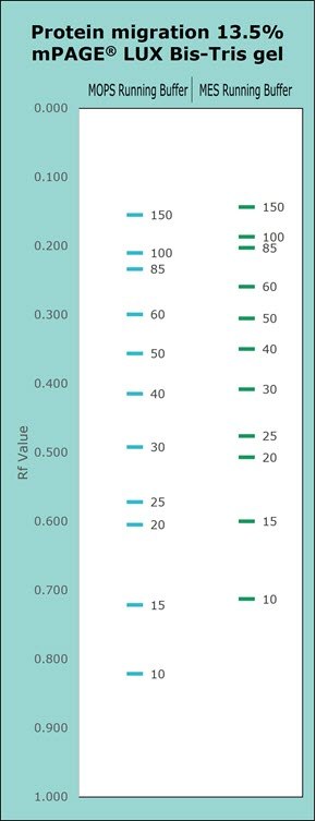 Protein migration chart for 13.5% mPAGE LUX Bis-Tris gel. The chart displays the migration for MOPS & MES Running Buffer. Higher gel percentages such as 13.5% are used for better separation of low molecular weight proteins. Separation of proteins on Bis-Tris gels can be further optimized with the use of MES or MOPS running buffer. MOPS running buffer is preferred for separation of mid to high molecular weight proteins, while MES running buffer has advantages for separating mid to low molecular weight proteins.