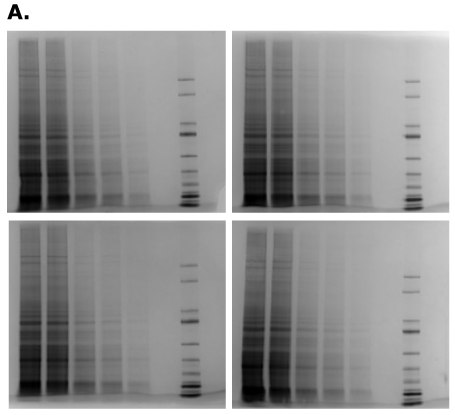 mPAGE® Lux Casting System reproducibility using four Bis-Tris gels evaluated under the same conditions. 4개의 mPAGE® Lux 겔은 동일 조건에서 A431 용해물을 분석했을 때 일관된 성능을 보여줍니다.