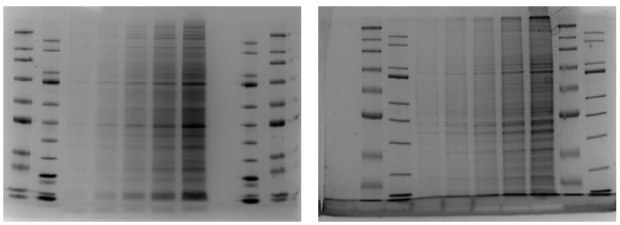 mPAGE® Lux Casting System SDS-PAGE Gel Data Comparison. mPAGE® Lux 캐스팅 시스템에 대한 Bis-Tris 겔과 Tris-Glycine 겔의 데이터 비교