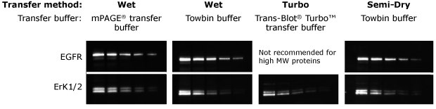 mPAGE® Lux Casting System Western Blot Gel Transfer Method Comparison. mPAGE® Lux 캐스팅 시스템을 위한 웨스턴 블로팅 트랜스퍼 방법.