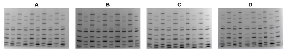 mPAGE<sup>®</sup> Lux Bis-Tris reagent shelf-life analysis. mPAGE<sup>®</sup> Lux Bis-Tris gels cast using reagents <b>(A)</b> 0 months, <b>(B)</b> 6 months, or <b>(C)</b> 12 months old, or <b>(D)</b> 24 months old. No difference is observed in running pattern or run time. mPAGE® Lux reagent shelf-life evaluation suggest stability up to 12 months.