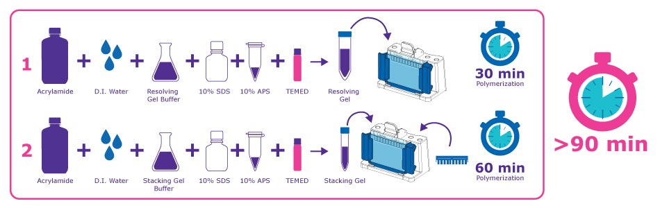 Traditional Hand Cast Workflow for SDS-PAGE gels infographic showing extended steps and polymerization time of 90 minutes or more. Traditional Hand Cast Workflow for SDS-PAGE gels infographic showing extended steps and polymerization time of 90 minutes or more
