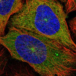 Anti-KIF5B antibody shows localization to cytosol and microtubule organizing center using IF staining.