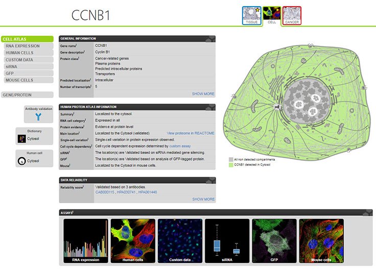 CCNB1 (cyclin B1) antibody information in The Cell Atlas online tool.