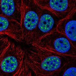 Anti-DDX39B antibody IF staining showing nuclear speckles.