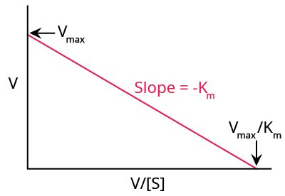 Eadie-Hofstee Plot An example of a typical Eadie-Hofstee plot. Y axis is V and x axis is V divided by the concentration of S. Downward sloping straight line with a slope of -Km. Vmax is where the line meets the y axis and Vmax divided by Km is where the line meets the x axis.