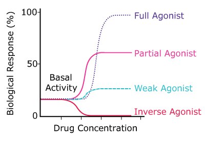 Full, Partial, and Inverse Agonist Activity Graph showing biological responses to increasing concentrations of a full agonist, partial agonist, weak agonist, and inverse agonist.