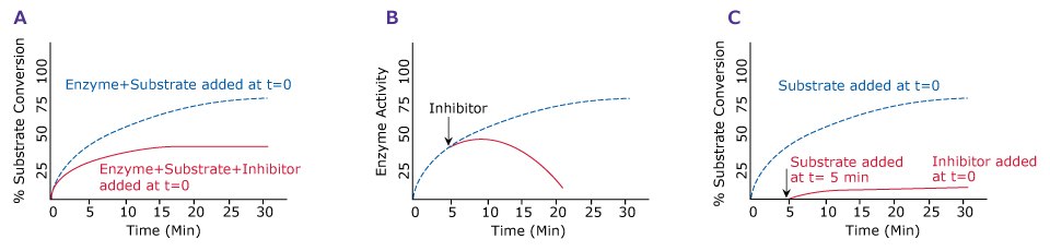 Effect of timing of inhibitor addition on enzyme activity. <b>A.</b> No preincubation with inhibitor. <b>B.</b> Addition of inhibitor to an ongoing reaction. <b>C.</b> Preincubation with inhibitor. Graphs showing the effect of timing of inhibitor addition on enzyme activity with no preincubation with inhibitor, addition of inhibitor to an ongoing reaction, and preincubation with inhibitor.