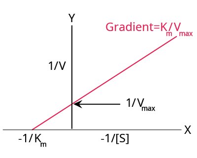 Lineweaver-Burk Plot An example of a typical Lineweaver-Burk plot. Upward sloping straight line starting at -1 divided by Km passing through the Y axis at 1 divided by Vmax with a gradient of Km divided by Vmax. The y axis represents 1 divided by V and the x axis represents -1 divided by the concentration of S.