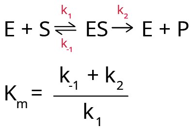 Michaelis Menten Model of Enzyme Kinetics The equation to express the Michaelis-Menten model for enzyme kinetics. There are 2 equations with rate constants. The top equation shows E plus S double arrow with k subscript 1 at the top and k subscript-1 at the bottom going to ES then single arrow with k subscript 2 at the top going to E plus P. The bottom equation shows Km equals k subscript -1 plus k subscript 2 divided by k subscript 1.