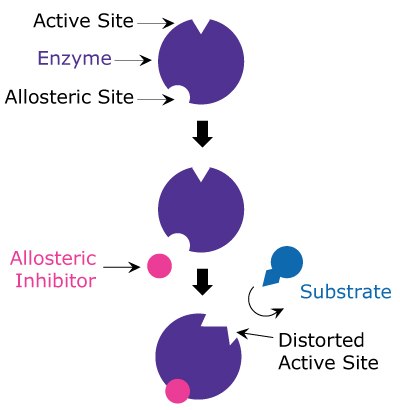 A model of allosteric inhibition. A diagram showing allosteric inhibition including how the allosteric inhibitor binds to a site other than the active site of the enzyme to distort the active site and stop the substrate from binding.