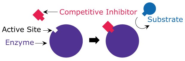 A simplified model of competitive inhibition. A simple model showing how the competitive inhibitor binds to the active site of the enzyme and blocks the substrate from binding.
