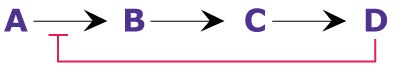 In end product inhibition, the end product of a pathway (D) can directly bind to (and inhibit) the enzyme that converts A to B, thus shutting down the pathway. Diagram showing end product inhibition, where the end product of a pathway can directly bind to (and inhibit) the enzyme, thus shutting down the pathway.