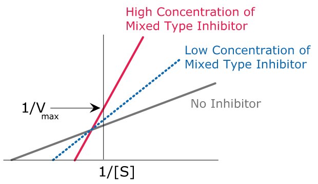 Kinetics of mixed type inhibition. Graph showing the kinetics of mixed type inhibition including the effects of high concentration of mixed type inhibitor, low concentration of mixed type inhibitor, and no inhibitor.