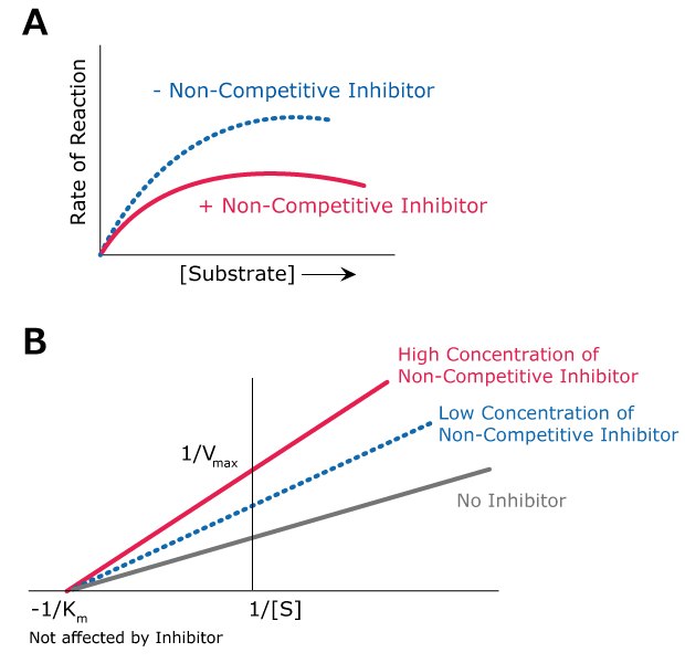 Kinetics of non-competitive inhibition. Graph showing the kinetics of non-competitive inhibition including the effects of high concentration of non-competitive inhibitor, low concentration of non-competitive inhibitor, and no inhibitor.