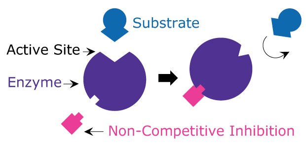 A simplified model of non-competitive inhibition. Diagram showing non-competitive inhibition including how the non-competitive inhibitor binds to a site other than the active site of the enzyme to stop the substrate from binding.
