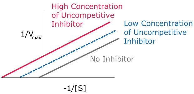 Kinetics of uncompetitive inhibition. Lineweaver-Burk plots showing the kinetics of uncompetitive inhibition, including how the lines are parallel and just shifted over for high concentration of uncompetitive inhibitor, low concentration of uncompetitive inhibitor, and no inhibitor.