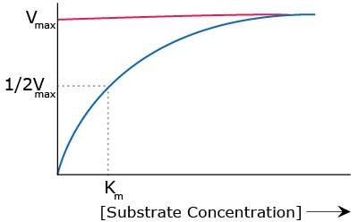 Substrate Concentration and Maximum Velocity Relationship Graph showing the relationship between substrate concentration and maximum velocity of reaction (Vmax). The curve is nonlinear with upward sloping and the slope diminishes as substrate concentration increases. Vmax is at the top of the curve while Km is at half Vmax.