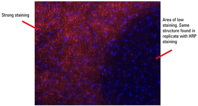 Count Duolink signals in counterstained area using Duolink Image Tool Duolink Fluorescence Detection