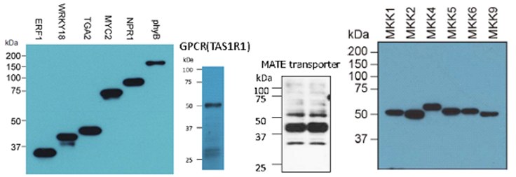Western blot analysis of a variety of proteins generated using the Next Generation Cell Free Protein Expression Kit (Wheat Germ) Cat. No. CFPS700. Proteins were detected by a tag antibody, such as anti-Flag antibody. Western blot analysis of a variety of proteins generated using the Next Generation Cell Free Protein Expression Kit (Wheat Germ) Cat. No. CFPS700. Proteins were detected by a tag antibody, such as anti-Flag antibody.