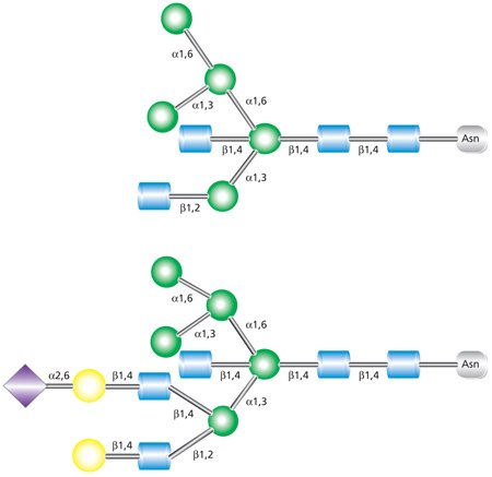 Biantennary (top) and triantennary (bottom) hybrid glycans.