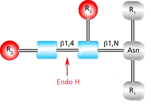 Diagram showing the cleavage site and structural requirements for Endoglycosidase H (Endo H) with high mannose N-linked glycans.