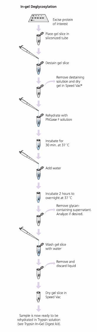 Glycoprotein Deglycosylation