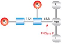 Diagram showing the cleavage site and structural requirements for PNGase F (N-Glycosidase F) from asparagine-linked oligosaccharides.