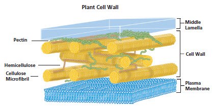 Plant Cell Wall