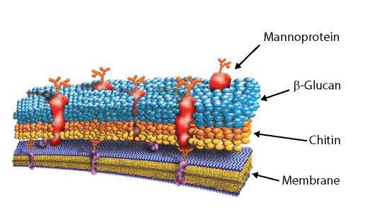 yeast cell wall