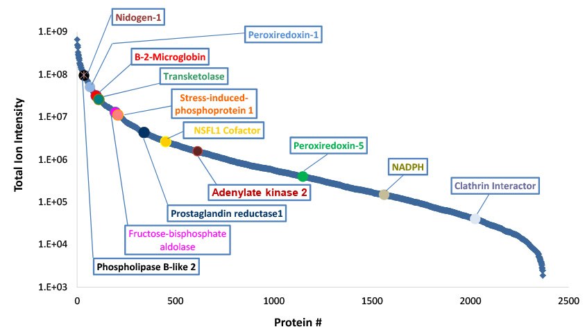 Identified SIL-CHO proteins arranged by relative abundance based on total ion intensity. 