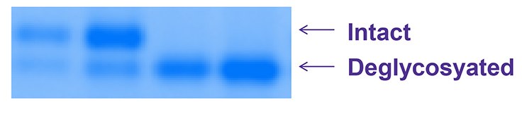 RNAse B was denatured with or without βME 